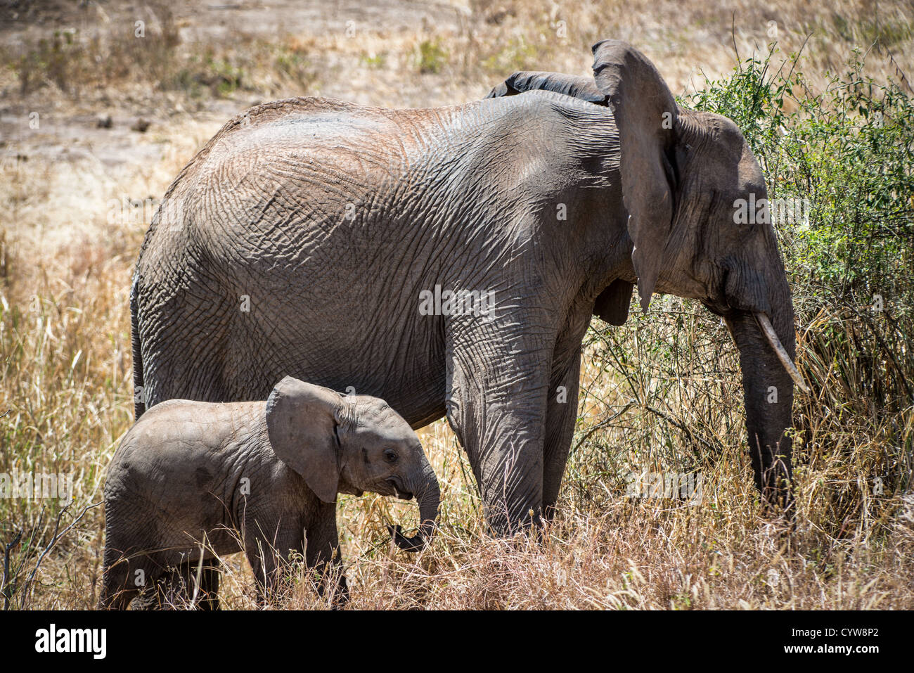 TARANGIRE-NATIONALPARK, Tansania - Ein Baby-Elefant mit seiner Mutter im Tarangire-Nationalpark im Norden Tansanias, nicht weit vom Ngorongoro-Krater und der Serengeti entfernt. Der Ngorongoro-Krater, der zum UNESCO-Weltkulturerbe gehört, ist ein riesiger vulkanischer Krater im Norden Tansanias. Sie wurde vor 2-3 Millionen Jahren gegründet, hat einen Durchmesser von etwa 20 Kilometern und ist die Heimat vielfältiger Tiere, einschließlich der „Big Five“-Wildtiere. Das Ngorongoro Conservation Area, bewohnt von den Maasai, enthält auch bedeutende archäologische Stätten wie die Olduvai-Schlucht und Laetoli, die Einblicke in die frühe menschliche Ev bieten Stockfoto