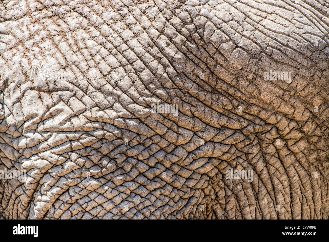 TARANGIRE-NATIONALPARK, Tansania - die zerknitterte Haut eines erwachsenen Elefanten im Tarangire-Nationalpark im Norden Tansanias, nicht weit vom Ngorongoro-Krater und der Serengeti entfernt. Der Ngorongoro-Krater, der zum UNESCO-Weltkulturerbe gehört, ist ein riesiger vulkanischer Krater im Norden Tansanias. Sie wurde vor 2-3 Millionen Jahren gegründet, hat einen Durchmesser von etwa 20 Kilometern und ist die Heimat vielfältiger Tiere, einschließlich der „Big Five“-Wildtiere. Das Ngorongoro Conservation Area, bewohnt von den Maasai, enthält auch bedeutende archäologische Stätten wie die Olduvai-Schlucht und Laetoli, die Einblicke in die frühen Stunden bieten Stockfoto