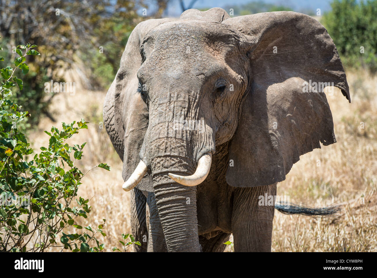 Der Tarangire National Park, Tansania - Ein erwachsener Elefant in der Tarangire National Park im Norden von Tansania, nicht weit von den Ngorongoro Krater und die Serengeti. Stockfoto