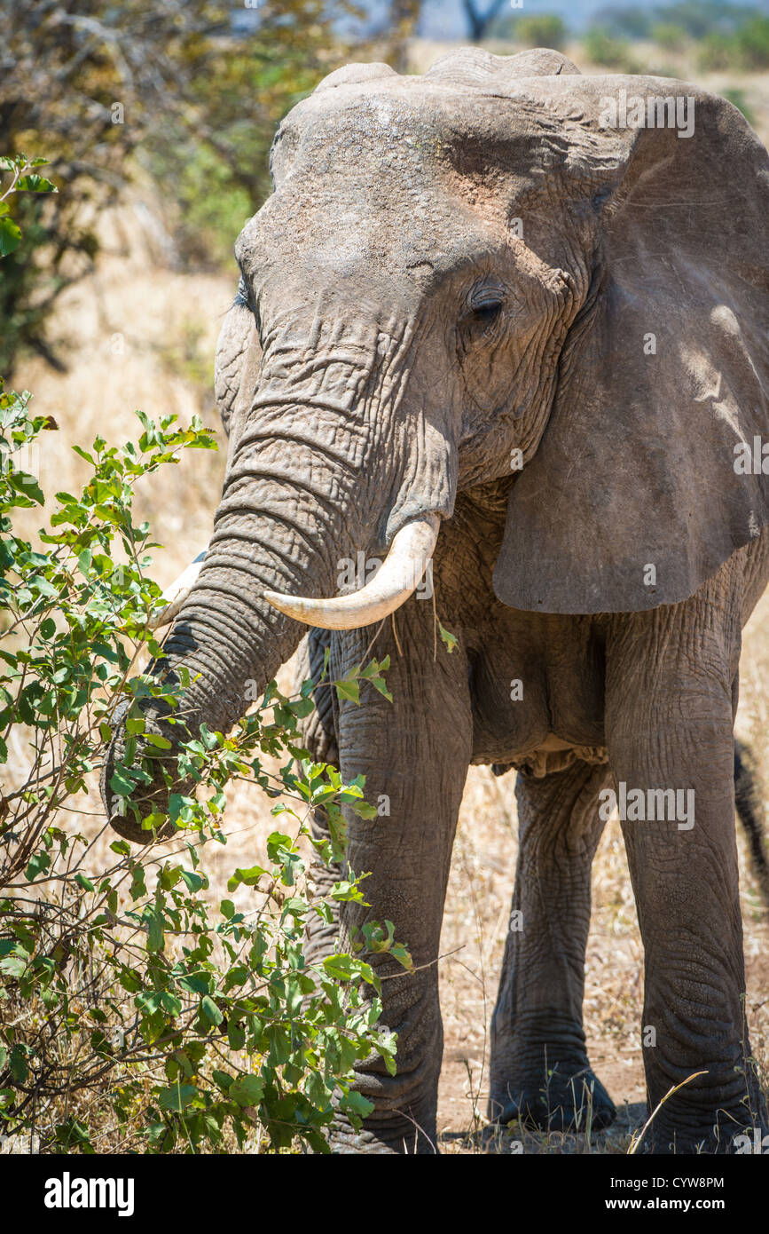 Der Tarangire National Park, Tansania - Ein erwachsener Elefant frisst die Zweige eines Baumes in der Tarangire National Park im Norden von Tansania, nicht weit von den Ngorongoro Krater und die Serengeti. Stockfoto