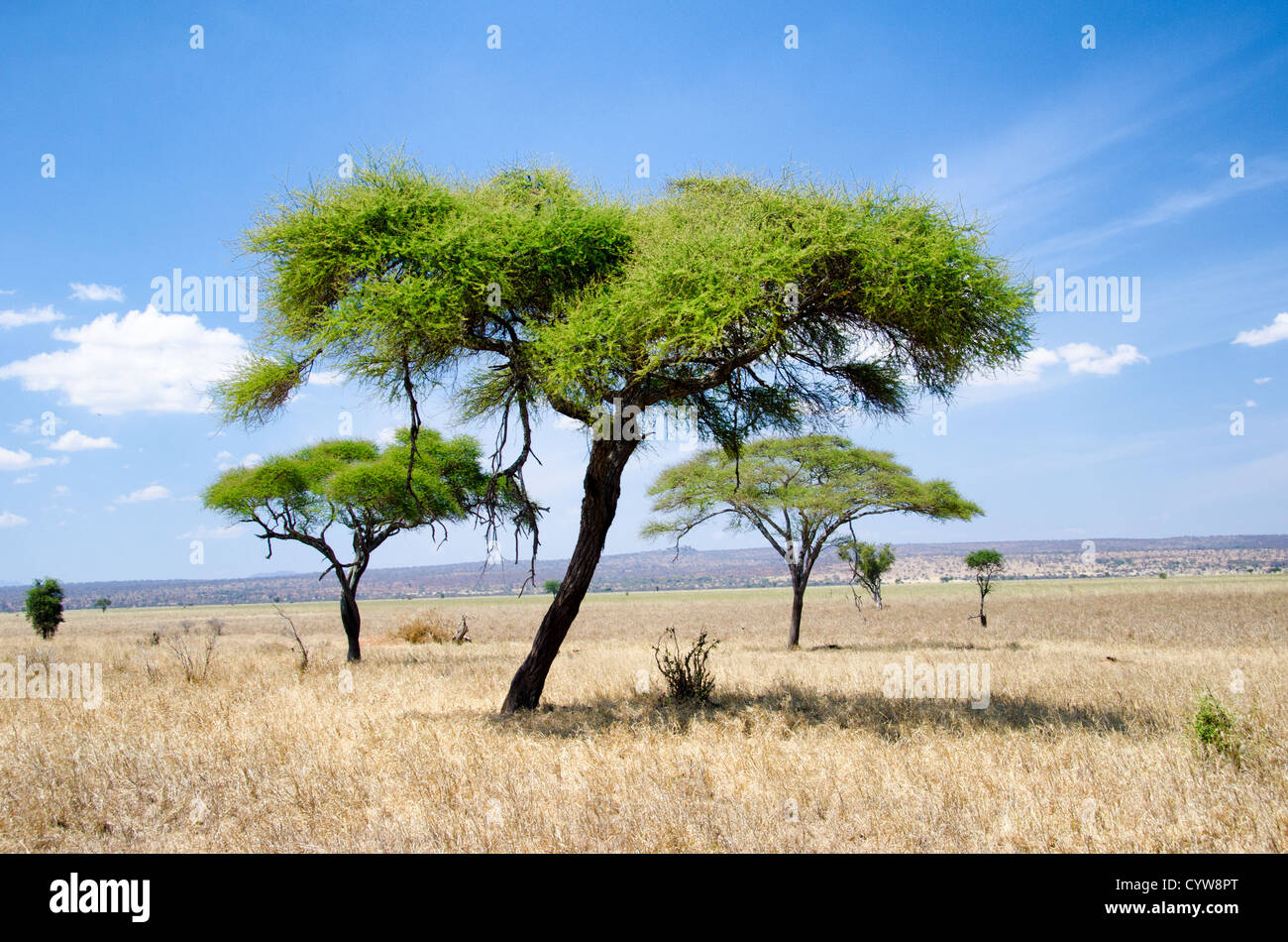 TARANGIRE-NATIONALPARK, Tansania – einige Akazienbäume am Rande der Sumpfebenen im Tarangire-Nationalpark im Norden Tansanias, nicht weit vom Ngorongoro-Krater und der Serengeti entfernt. Stockfoto