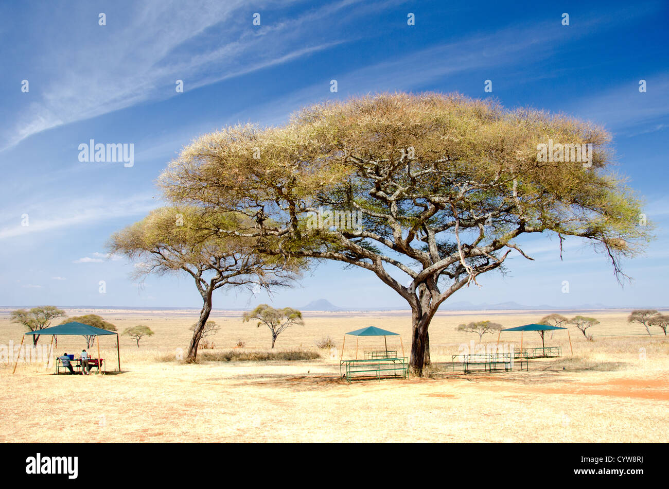 TARANGIRE-NATIONALPARK, Tansania – einer der wenigen Picknickplätze neben dem Sumpf im Tarangire-Nationalpark im Norden Tansanias, nicht weit vom Ngorongoro-Krater und der Serengeti entfernt. Stockfoto