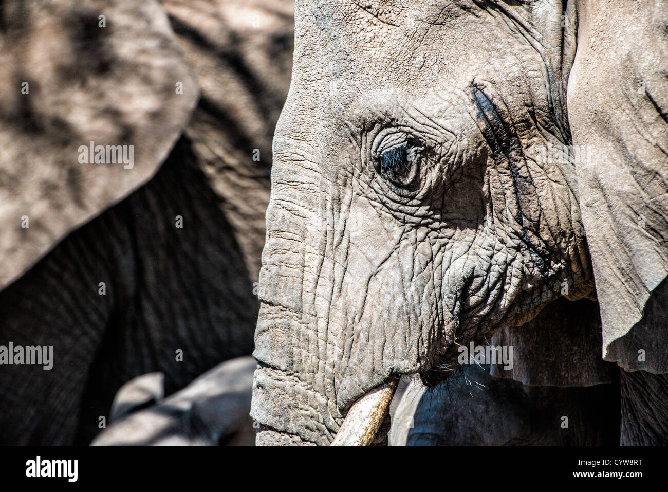 TARANGIRE-NATIONALPARK, Tansania – Seitenansicht eines erwachsenen Elefanten in Hitze im Tarangire-Nationalpark im Norden Tansanias, unweit des Ngorongoro-Kraters und der Serengeti. Stockfoto