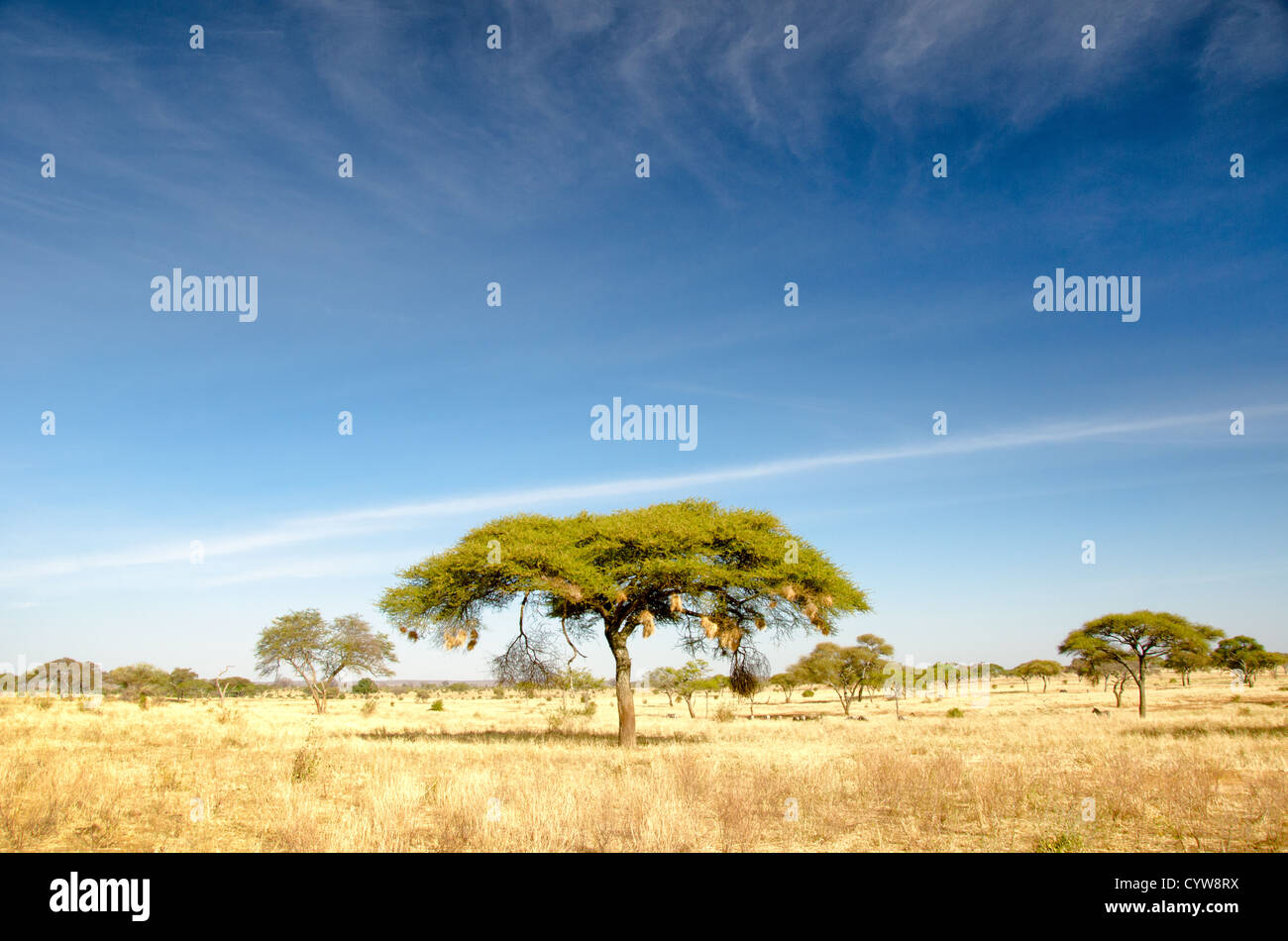 TARANGIRE-NATIONALPARK, Tansania – ein Akazienbaum ragt am blauen Himmel im Tarangire-Nationalpark im Norden Tansanias unweit des Ngorongoro-Kraters und der Serengeti hervor. Stockfoto