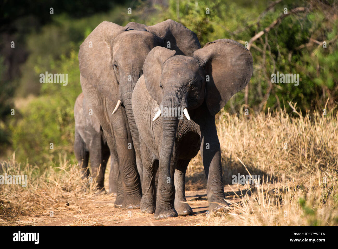 TARANGIRE-NATIONALPARK, Tansania - Eine Elefantenfamilie im Tarangire-Nationalpark im Norden Tansanias, nicht weit vom Ngorongoro-Krater und der Serengeti. Der Ngorongoro-Krater, der zum UNESCO-Weltkulturerbe gehört, ist ein riesiger vulkanischer Krater im Norden Tansanias. Sie wurde vor 2-3 Millionen Jahren gegründet, hat einen Durchmesser von etwa 20 Kilometern und ist die Heimat vielfältiger Tiere, einschließlich der „Big Five“-Wildtiere. Das Ngorongoro Conservation Area, bewohnt von den Maasai, enthält auch bedeutende archäologische Stätten wie die Olduvai-Schlucht und Laetoli, die Einblicke in die frühe menschliche Evolution bieten. Stockfoto