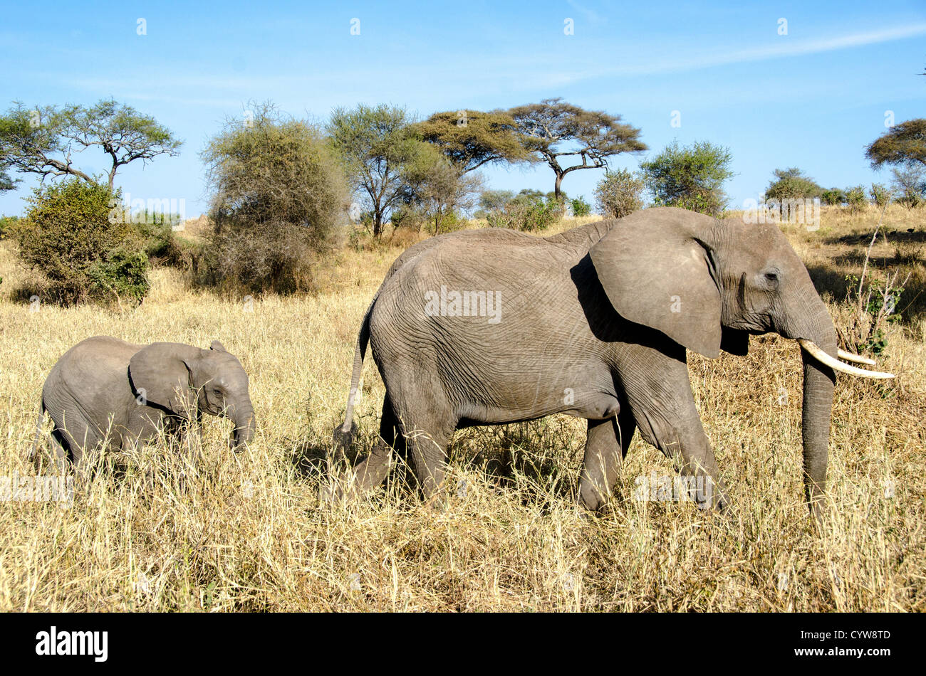Der Tarangire National Park, Tansania - ein junger Elefant folgt ein Erwachsener in der Tarangire National Park im Norden von Tansania, nicht weit von den Ngorongoro Krater und die Serengeti. Stockfoto