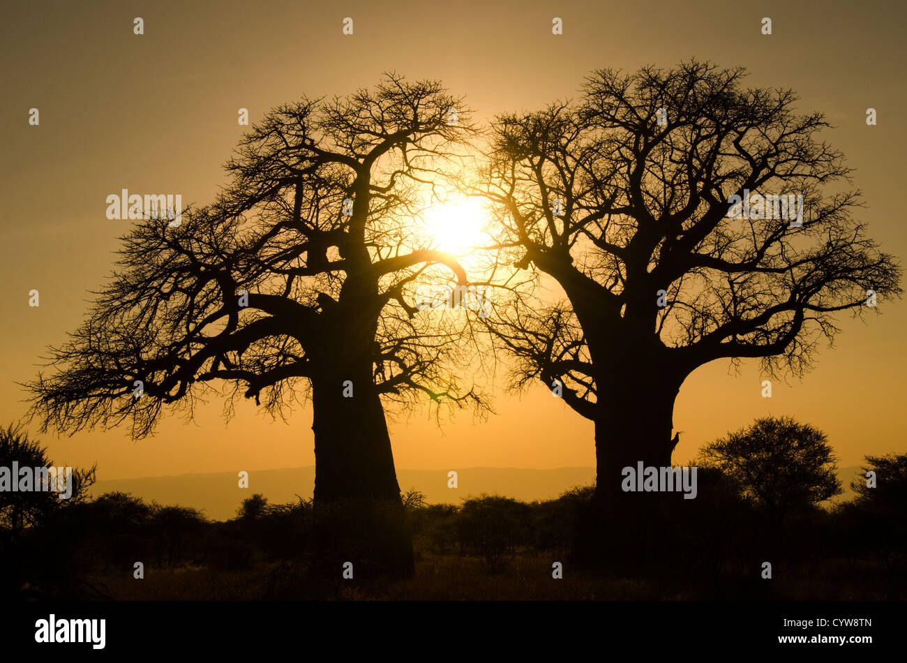 TARANGIRE-NATIONALPARK, Tansania — der Sonnenuntergang umrahmt ein Paar Baobab-Bäume im Tarangire-Nationalpark im Norden Tansanias, unweit des Ngorongoro-Kraters und der Serengeti. Stockfoto