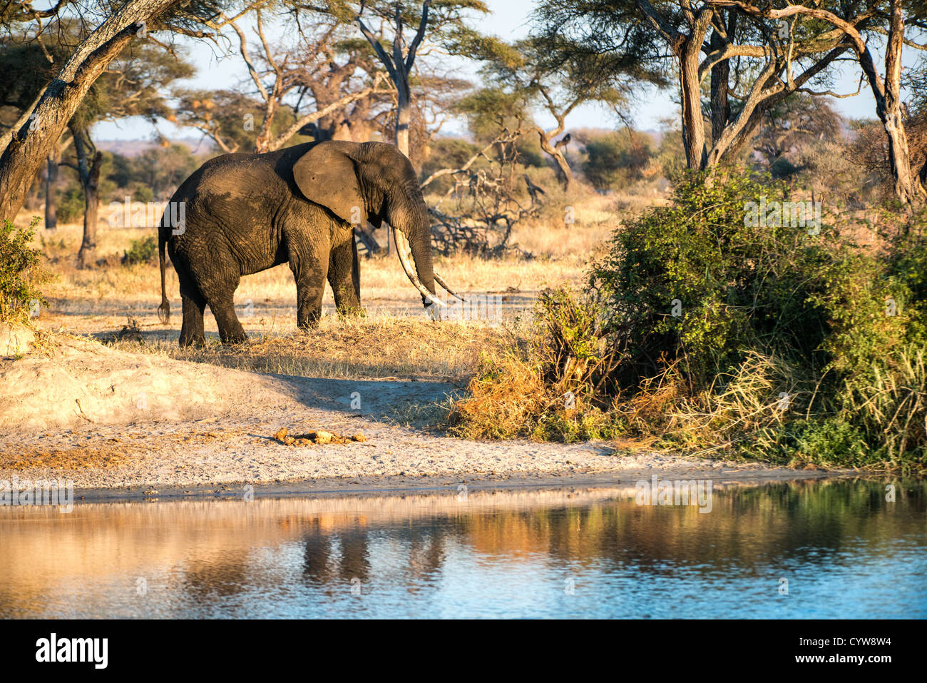 Der Tarangire National Park, Tansania - Ein erwachsener Elefant mit sehr langen Stoßzähnen neben einem Wasserloch in der späten Nachmittagssonne in der Tarangire National Park im Norden von Tansania, nicht weit von den Ngorongoro Krater und die Serengeti. Stockfoto