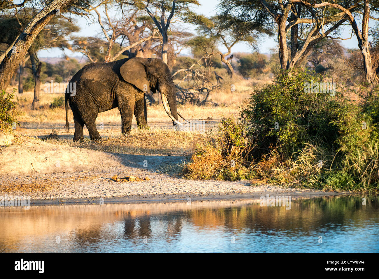 TARANGIRE-NATIONALPARK, Tansania – ein erwachsener Elefant mit sehr langen Stoßzähnen neben einem Wasserloch in der späten Nachmittagssonne im Tarangire-Nationalpark im Norden Tansanias, nicht weit vom Ngorongoro-Krater und der Serengeti entfernt. Stockfoto