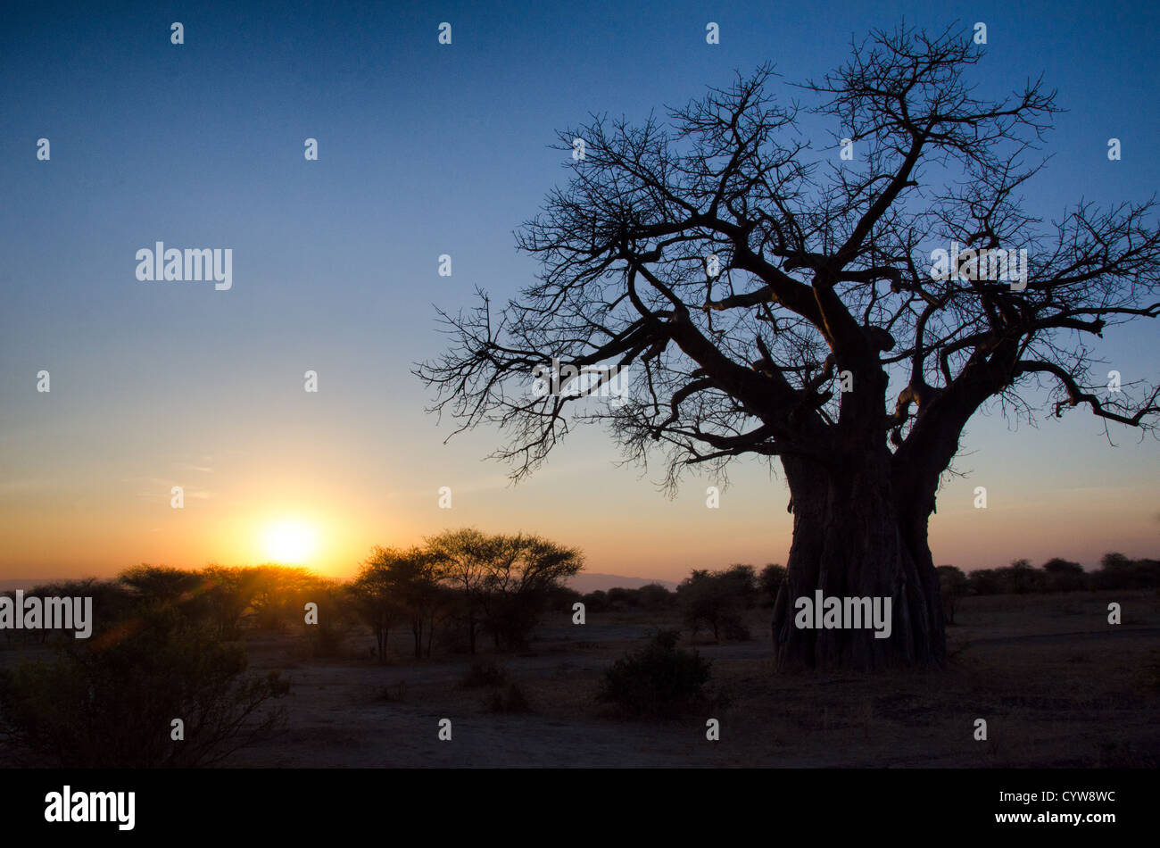 TARANGIRE-NATIONALPARK, Tansania — die Umrisse eines Baobab-Baumes sind gegen den Sonnenuntergang eingerahmt, während die Sonne hinter dem Horizont im Tarangire-Nationalpark im Norden Tansanias verschwindet, nicht weit vom Ngorongoro-Krater und der Serengeti. Stockfoto