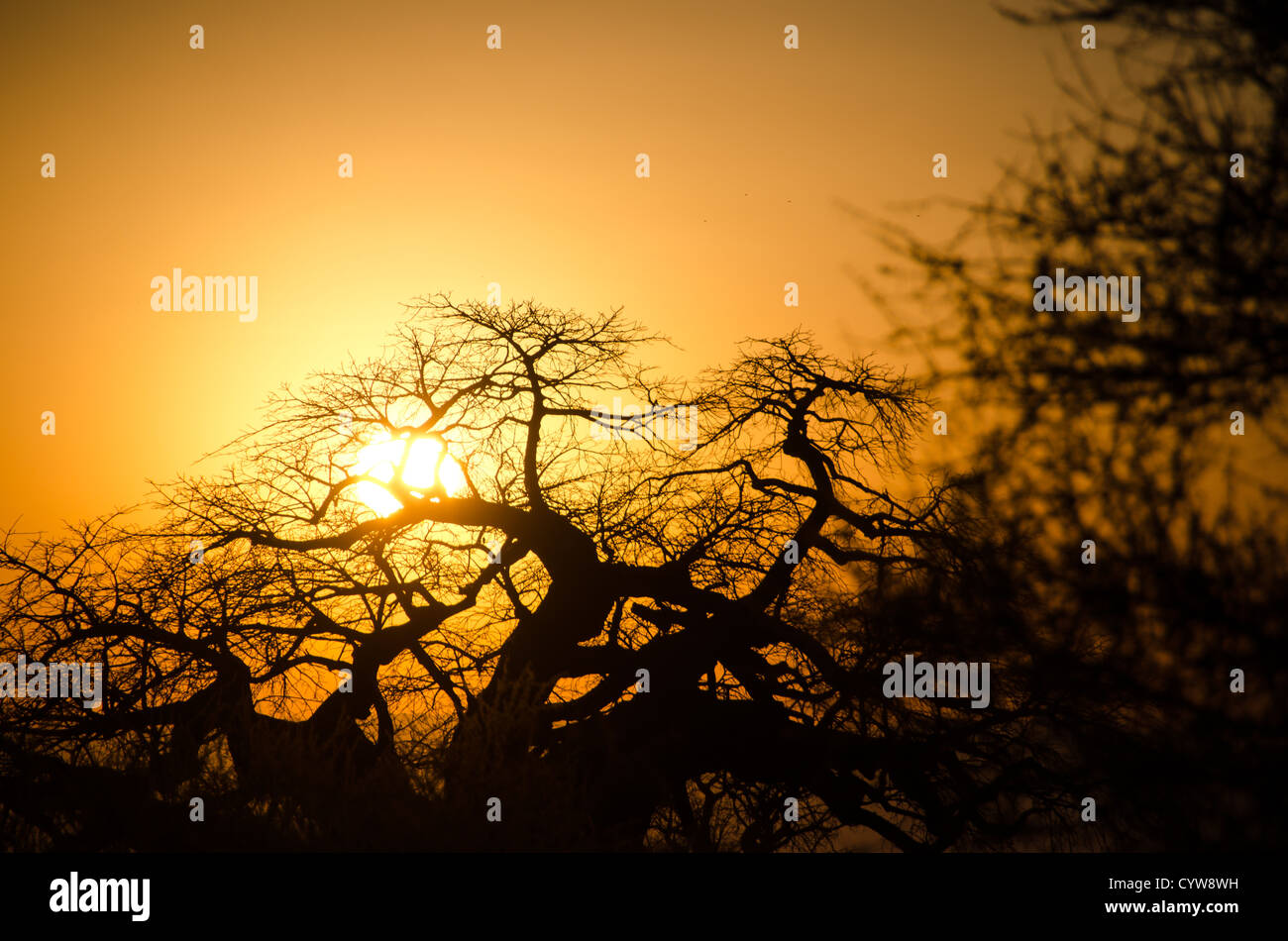 Der Tarangire National Park, Tansania - Muster eines Baobab Baum gegen die untergehende Sonne in der Tarangire National Park im Norden von Tansania, nicht weit von den Ngorongoro Krater und die Serengeti. Stockfoto