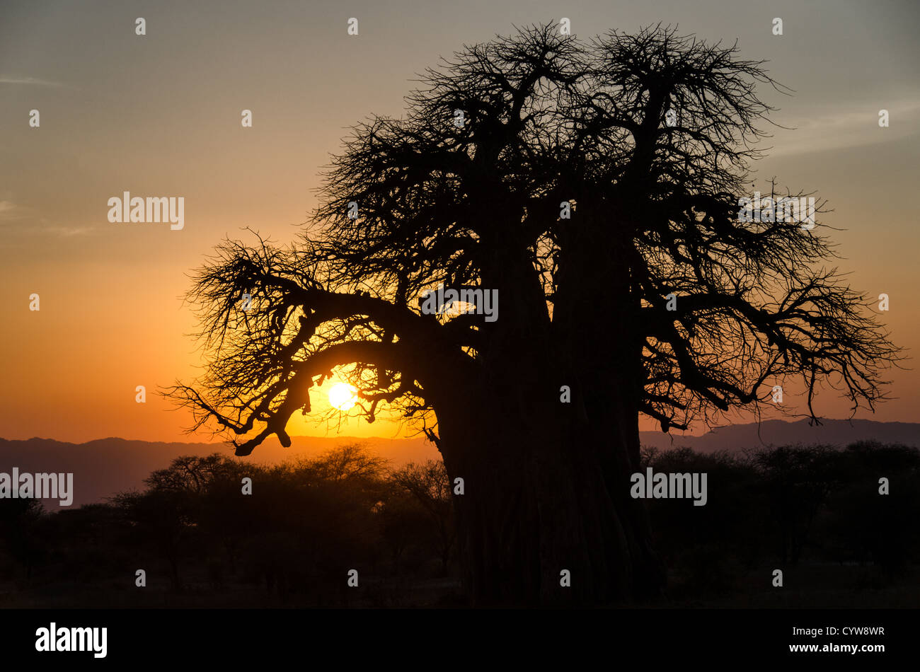 Der Tarangire National Park, Tansania - ein Golden Sunset Frames der Umriss eines Baobab Baum in der Tarangire National Park im Norden von Tansania, nicht weit von den Ngorongoro Krater und die Serengeti. Stockfoto