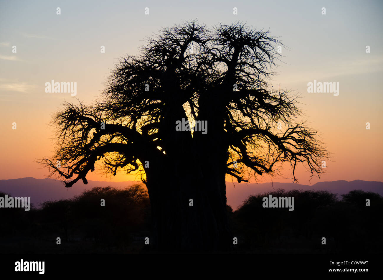 Der Tarangire National Park, Tansania - Die untergehende Sonne wirft ihre letzten Strahlen die Silhouette eines Baobab Baum in der Tarangire National Park im Norden von Tansania, nicht weit von den Ngorongoro Krater und die Serengeti. Stockfoto