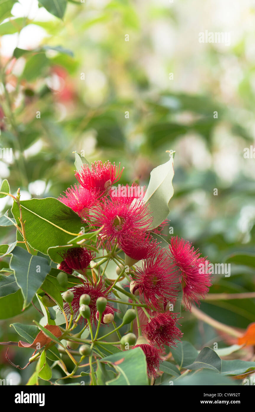 Corymbia Ficifolia, rote Blüte Gum, Syn Eucalyptus ficifolia Stockfoto