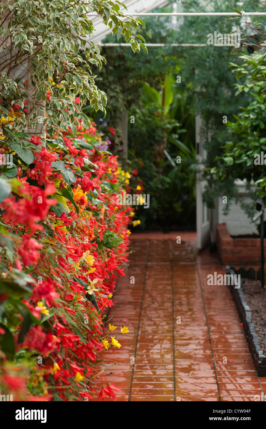Mediterranes Haus Sommer Display, Birmingham Botanical Gardens, West Midlands, Vereinigtes Königreich Stockfoto