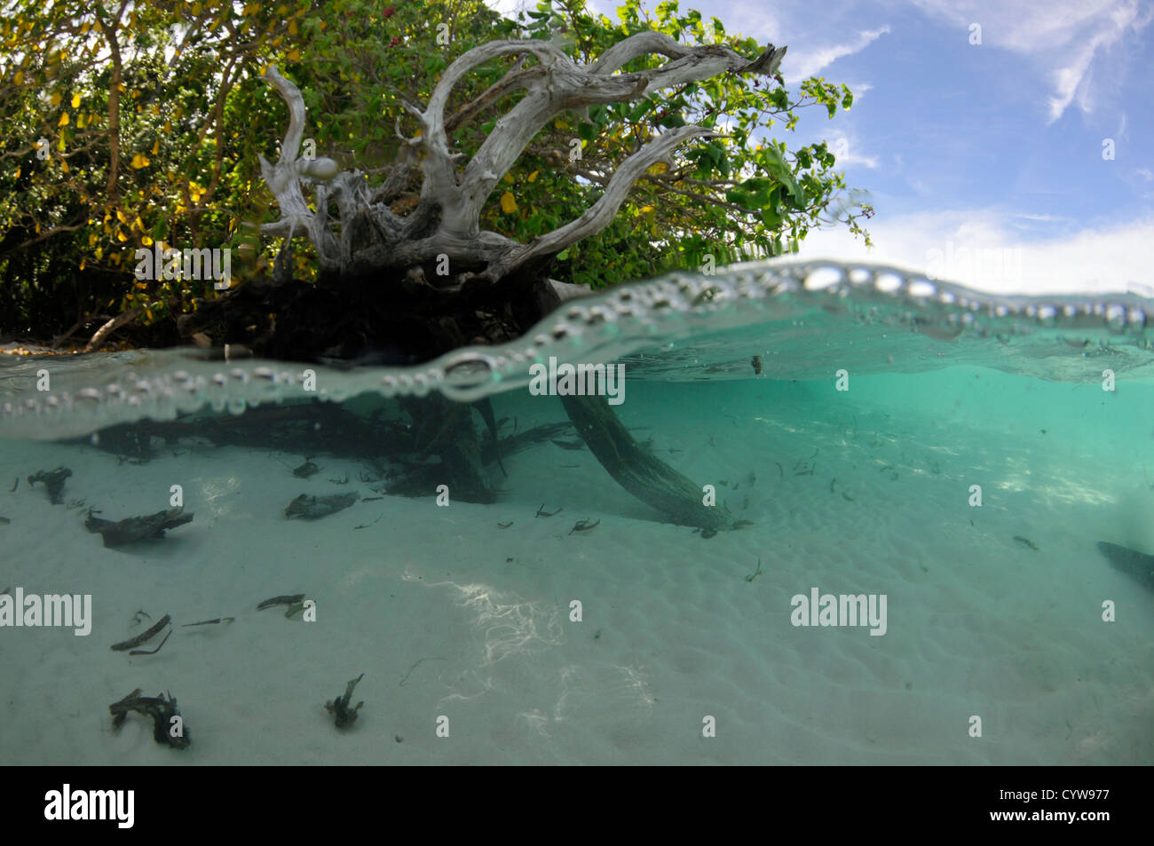 Split-Bild aus Mangroven und sandigen Boden, Pohnpei, Föderierte Staaten von Mikronesien Stockfoto