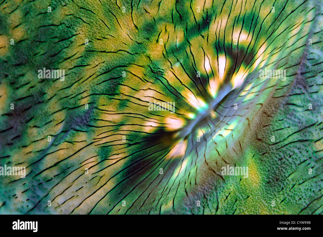 Riesenmuschel Tridacna SP., Pohnpei, Föderierte Staaten von Mikronesien Stockfoto