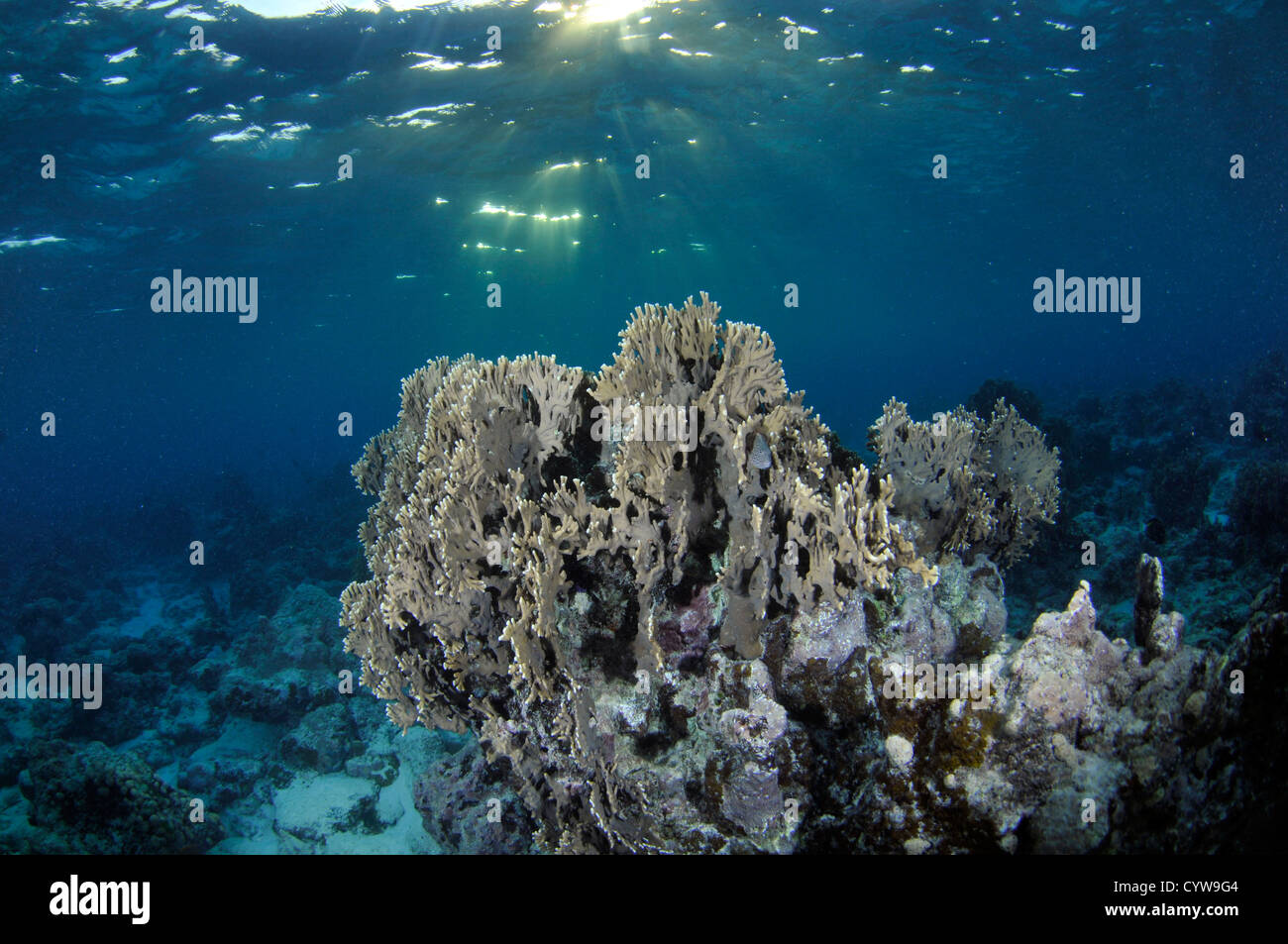 Blaue Koralle Heliopora Coerulea und Sonnenstrahlen, Black Coral Island, Kitti Provinz, Pohnpei, Föderierte Staaten von Mikronesien Stockfoto