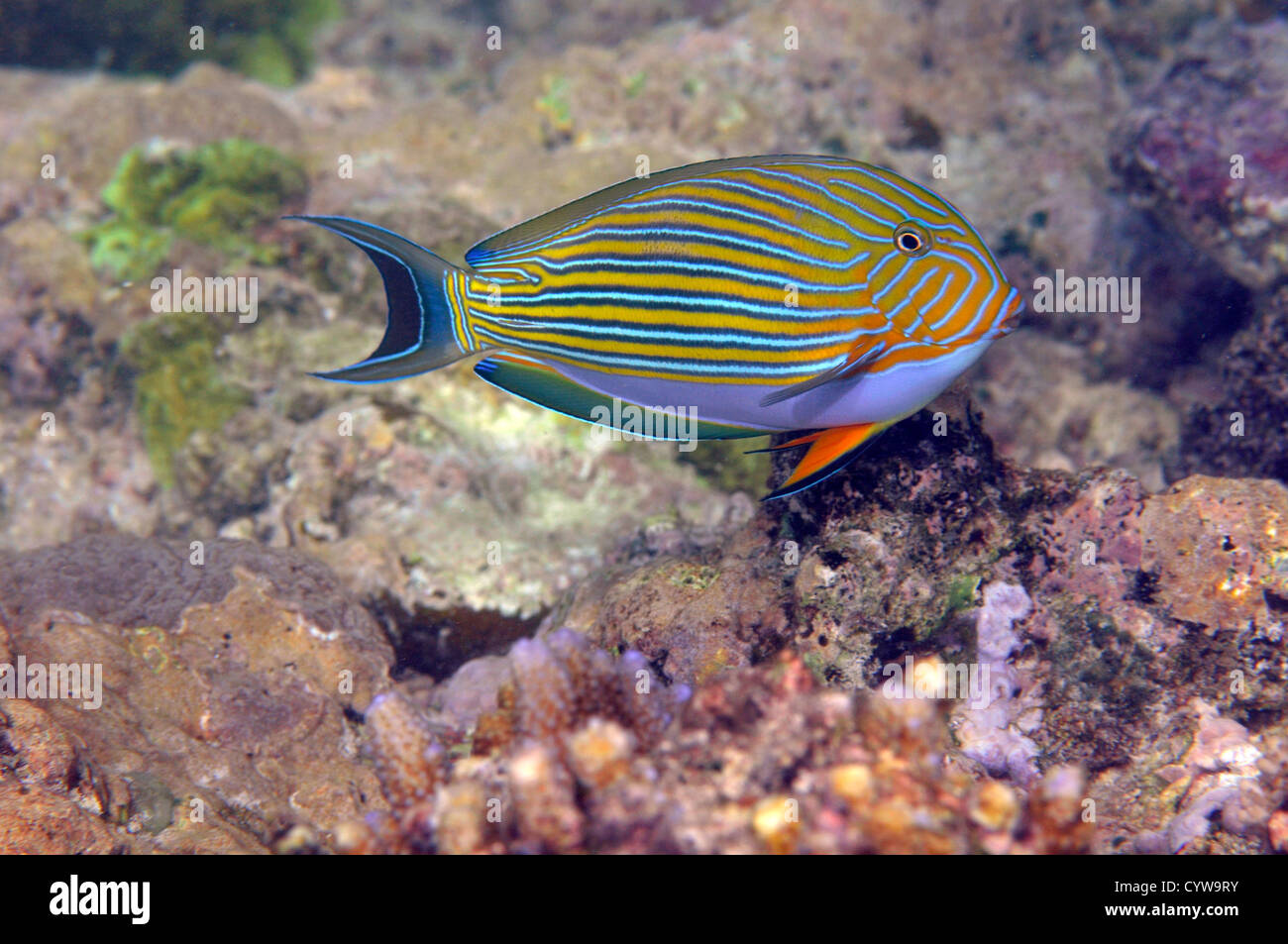 Gestreifte Doktorfisch, Acanthurus Lineatus, Pohnpei, Föderierte Staaten von Mikronesien Stockfoto