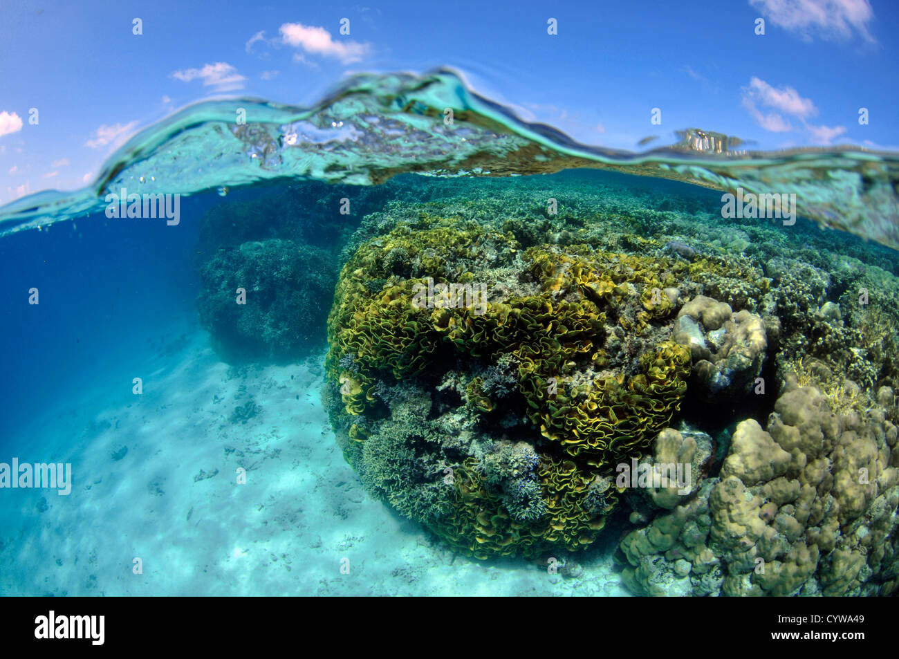 Korallenriff, hauptsächlich Salat Korallen, Turbinaria Reniformis und Wasseroberfläche, Mwand Pass, Pohnpei, Föderierte Staaten von Mikronesien Stockfoto