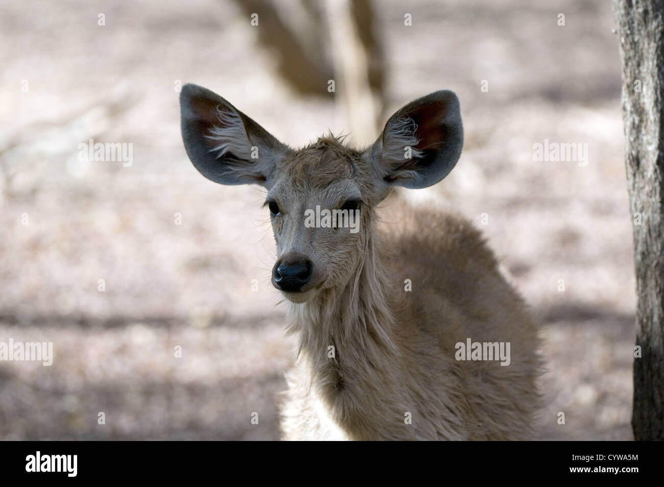 Ein junger Sambar hautnah Stockfoto