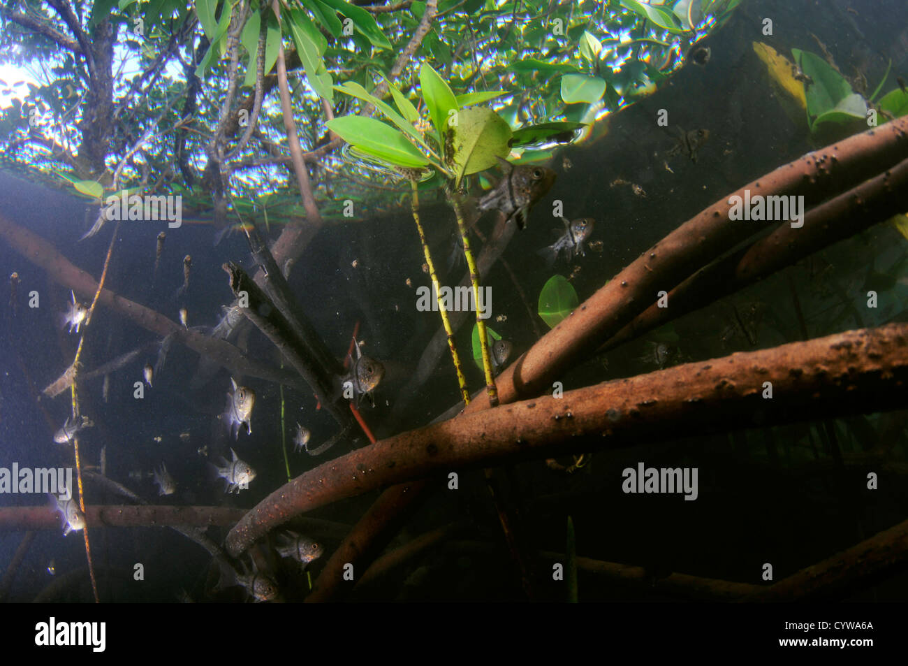 Kugelförmige Cardinalfiish (Sphaeramia Orbicularis), Schwimmen unter Mangrovewurzeln, Rhizopora SP., Pohnpei, Mikronesien Stockfoto