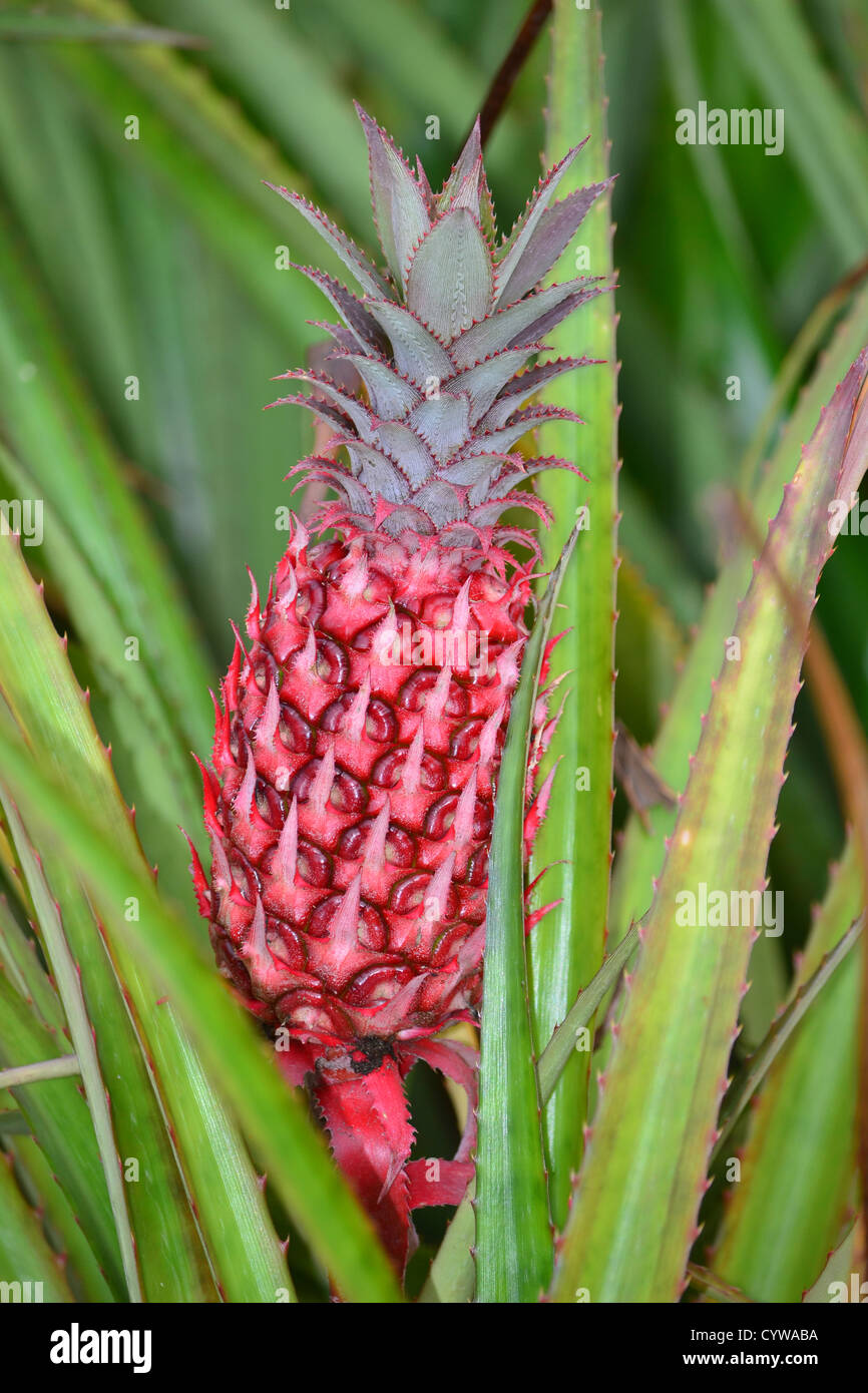 Ananas, Ananas Comosus, Oahu, Hawaii, USA Stockfoto