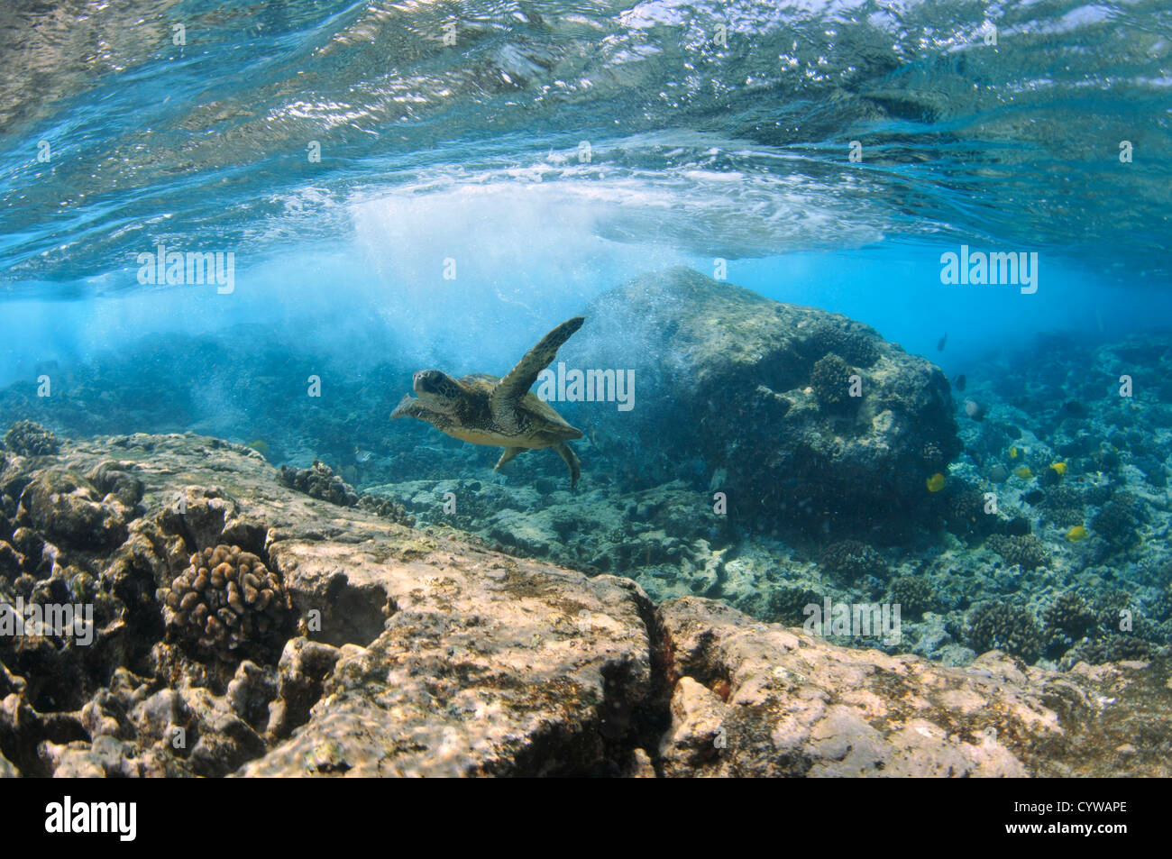 Juvenile grüne Meeresschildkröte, Chelonia Mydas, schwimmt im seichten Korallenriff, Captain Cook, Big Island, Hawaii, Nordpazifik Stockfoto