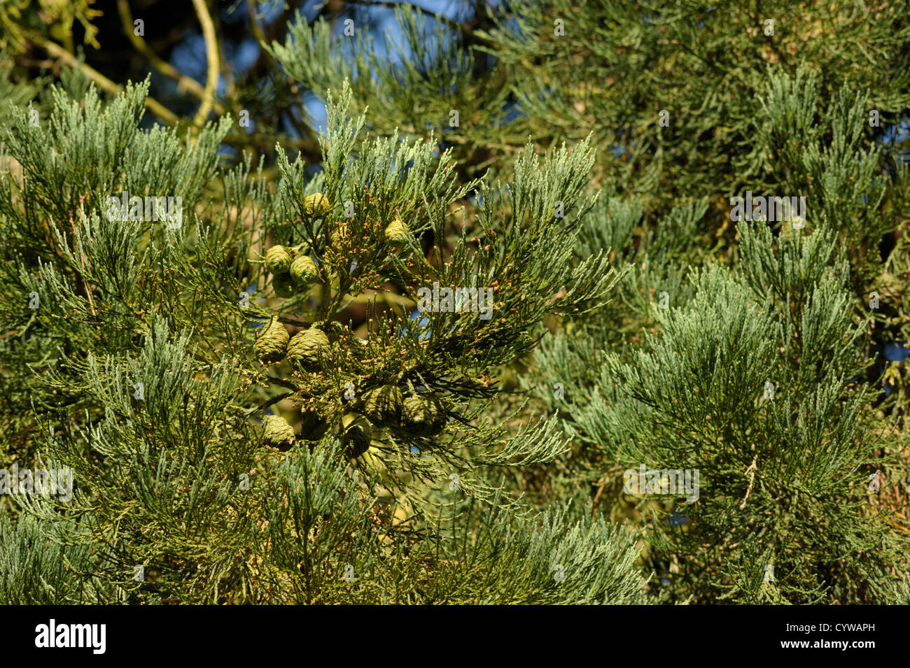 Wellingtonia, Sequoiadendron Giganteum Wuth junge Zapfen Stockfoto