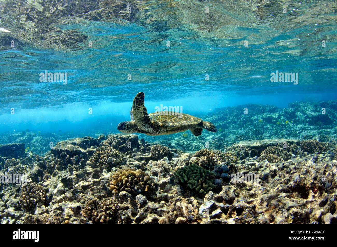 Juvenile grüne Meeresschildkröte, Chelonia Mydas, schwimmt im seichten Korallenriff, Captain Cook, Big Island, Hawaii, Nordpazifik Stockfoto