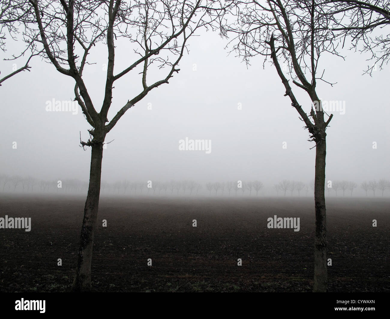 Po-Ebene in der Nähe von Reggio Emilia, PO-River-Gebiet, Bäume im Nebel Stockfoto
