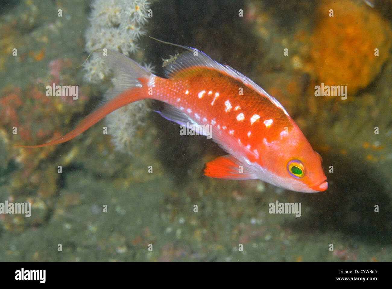 Margarita Basslet, Sacura Margaritacea, Chinsen, Atami, Izu-Halbinsel, Japan Stockfoto