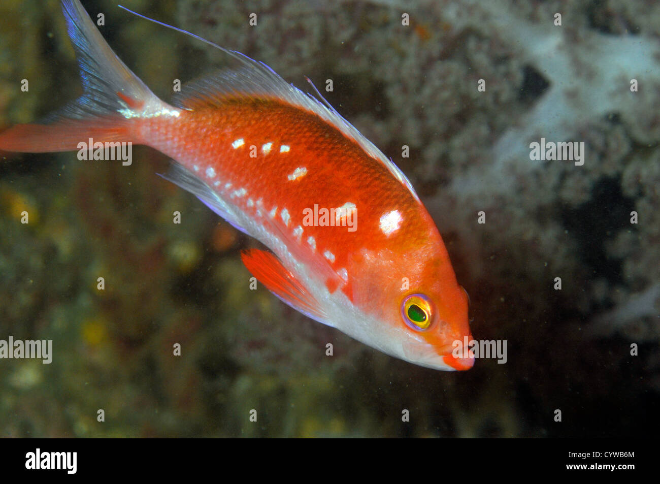 Margarita Basslet, Sacura Margaritacea, Chinsen, Atami, Izu-Halbinsel, Japan Stockfoto