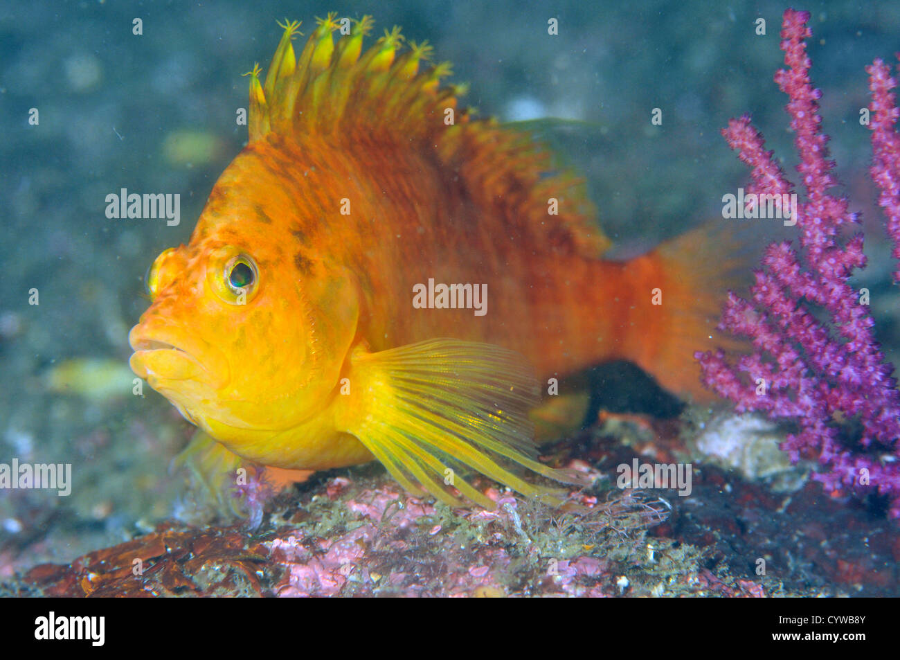 Gelbes Hawkfish, Cirrhitichthys Aureus, Chinsen, Atami, Izu-Halbinsel, Japan Stockfoto