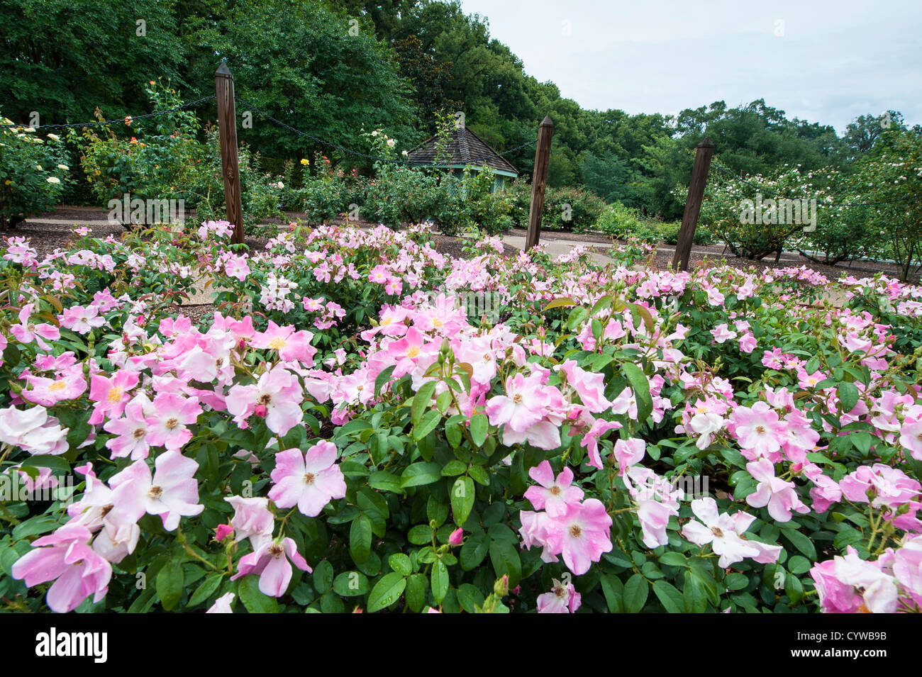 Harry P. Leu Gardens, Orlando, Florida, USA Stockfoto