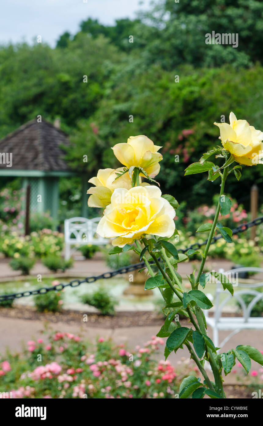 Harry P. Leu Gardens, Orlando, Florida, USA Stockfoto