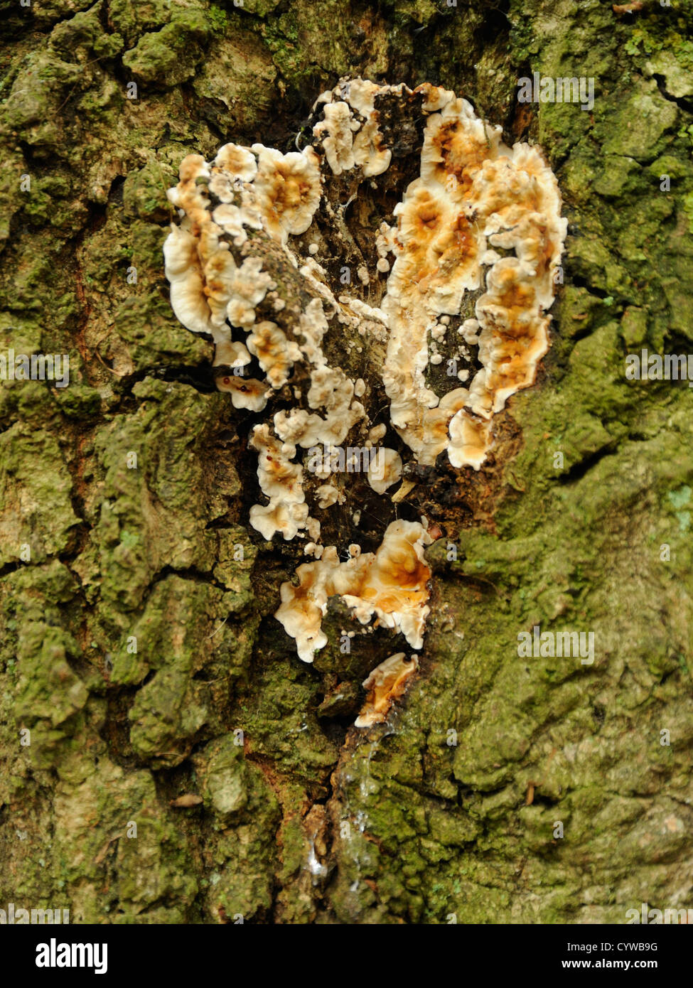 Blutende Eiche Kruste Pilz, Stereum gausapatum Stockfoto