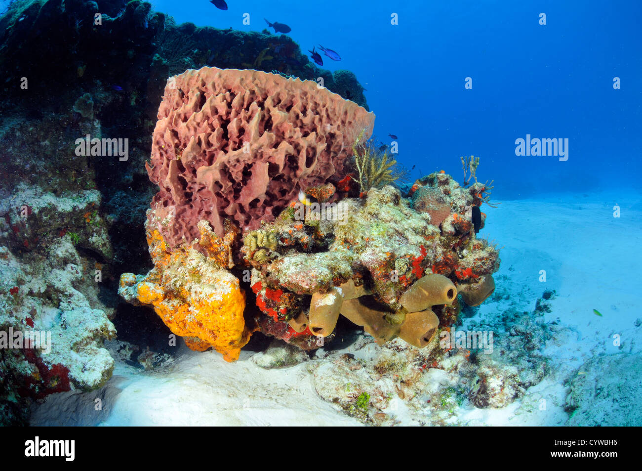 Bunte Korallenriffe und Schwämme, Cozumel, Quintana Roo, Mexiko, Karibik Stockfoto