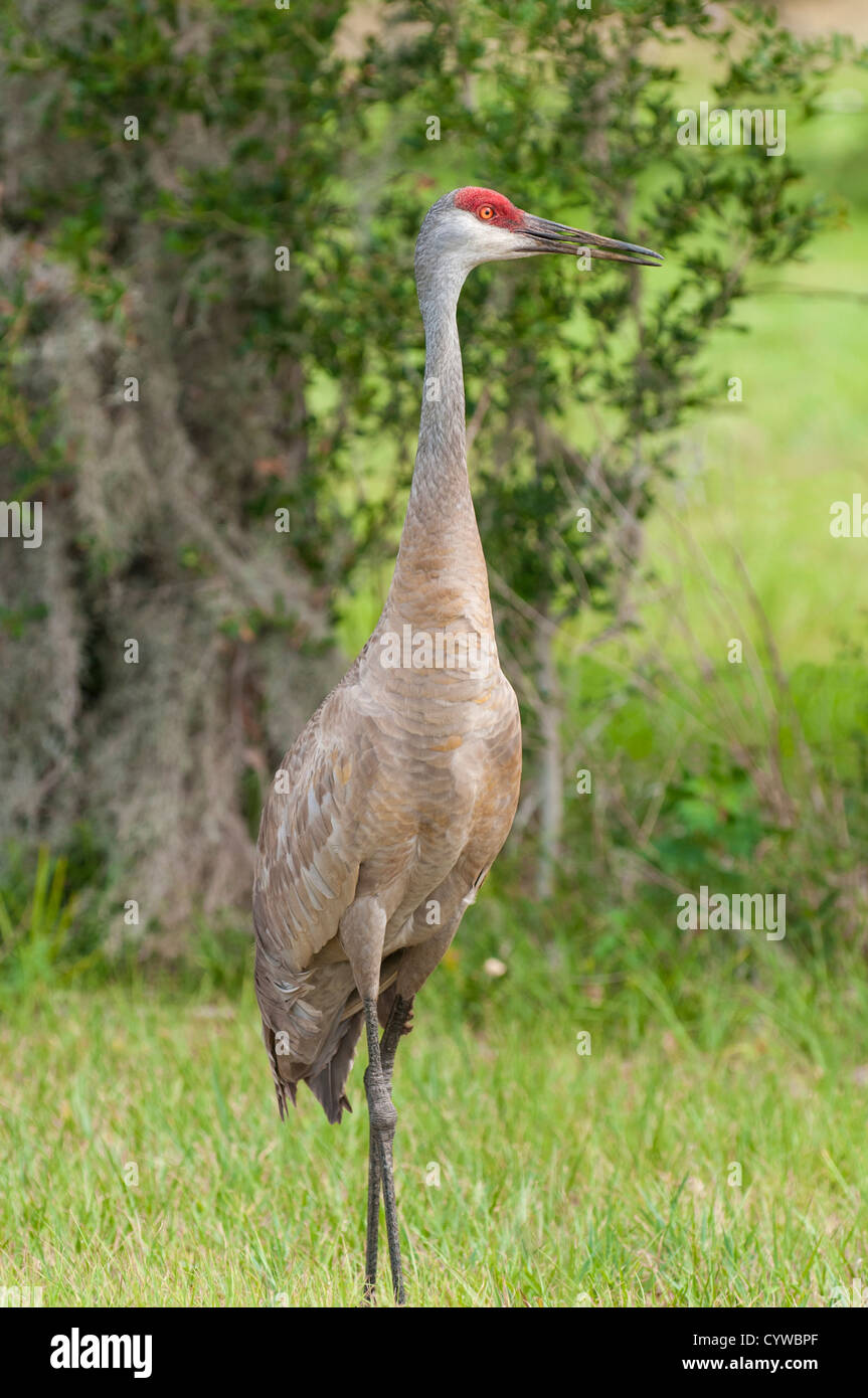 Sandhill Kran Grus Canadensis, Everglades National Park UNESCO World Heritage Site, Florida. Stockfoto