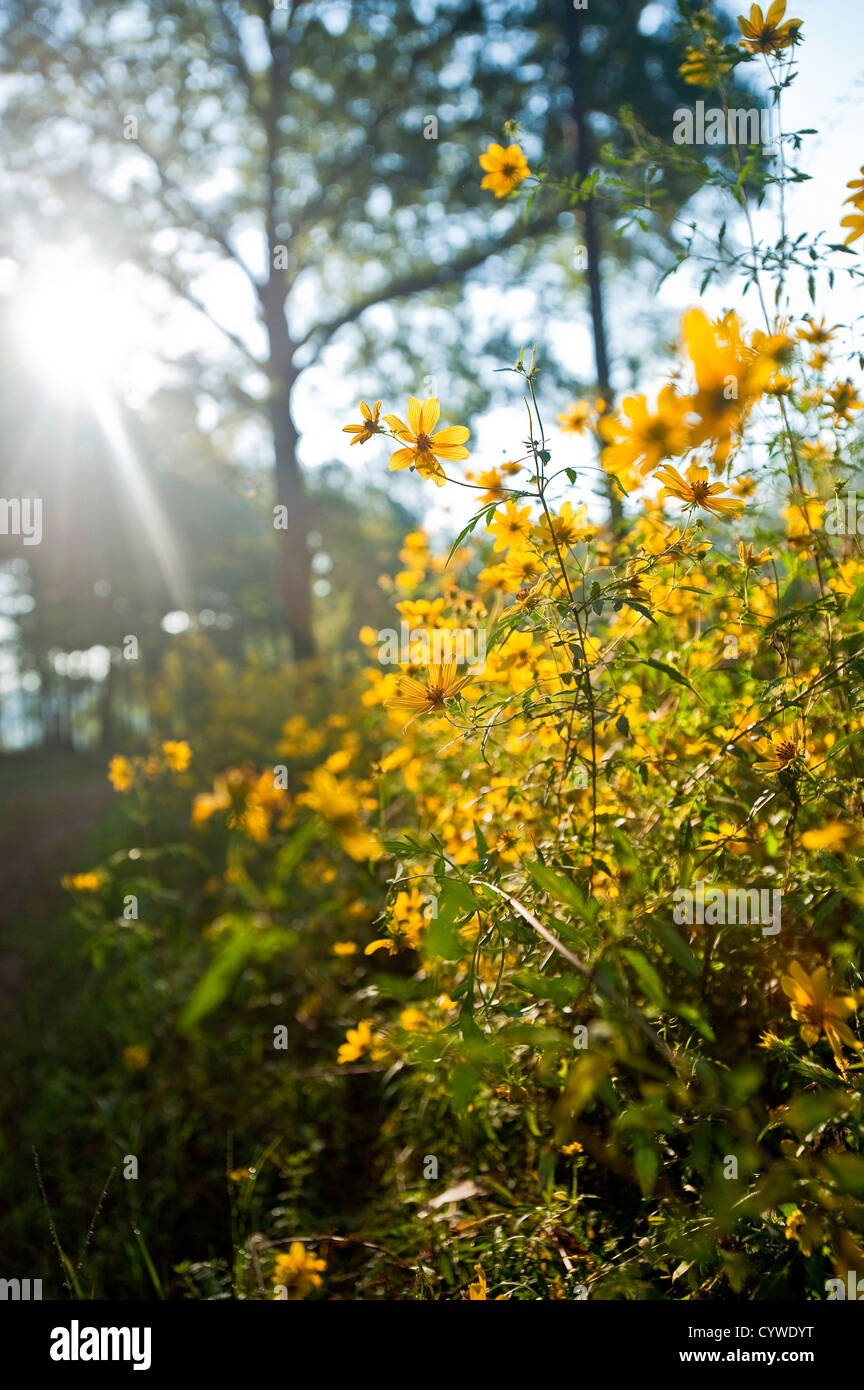 Ein Patch von gelben Wildblumen im Wald. Stockfoto
