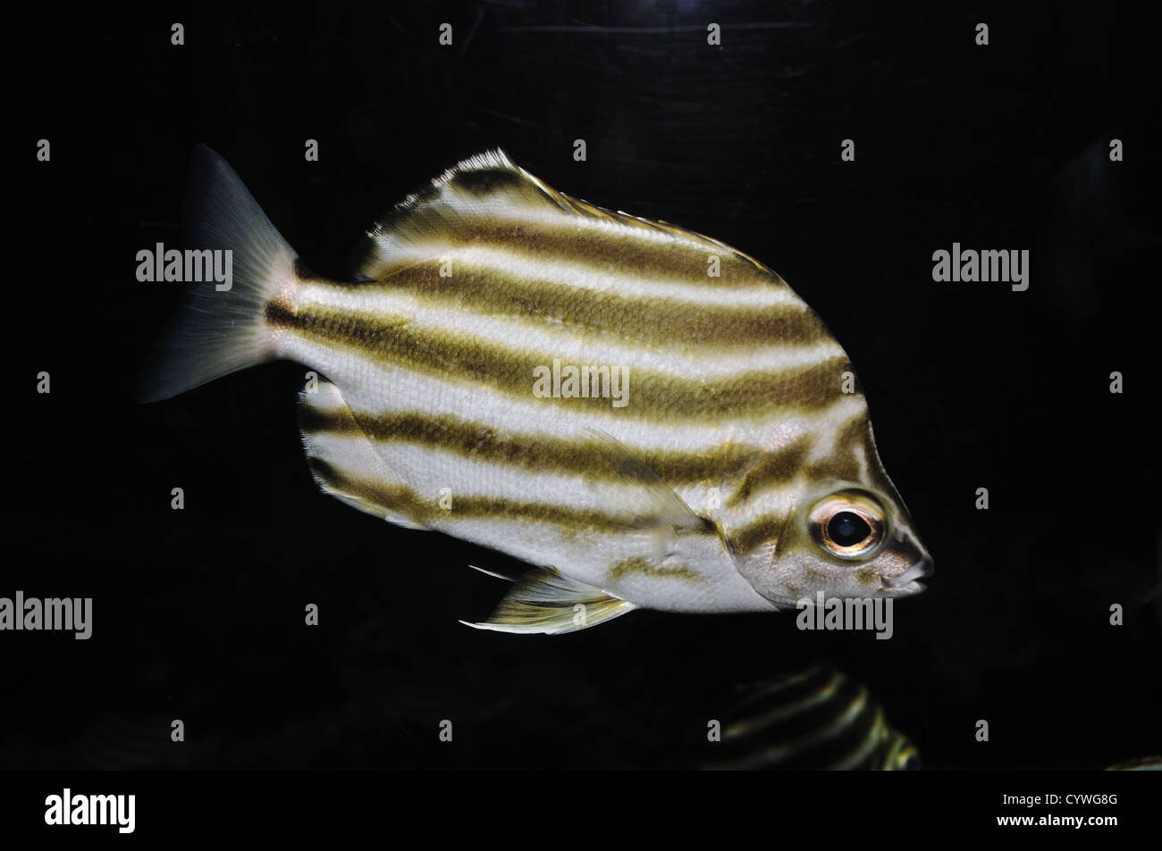 Australische Stripey Fisch auf schwarzem Hintergrund Stockfoto