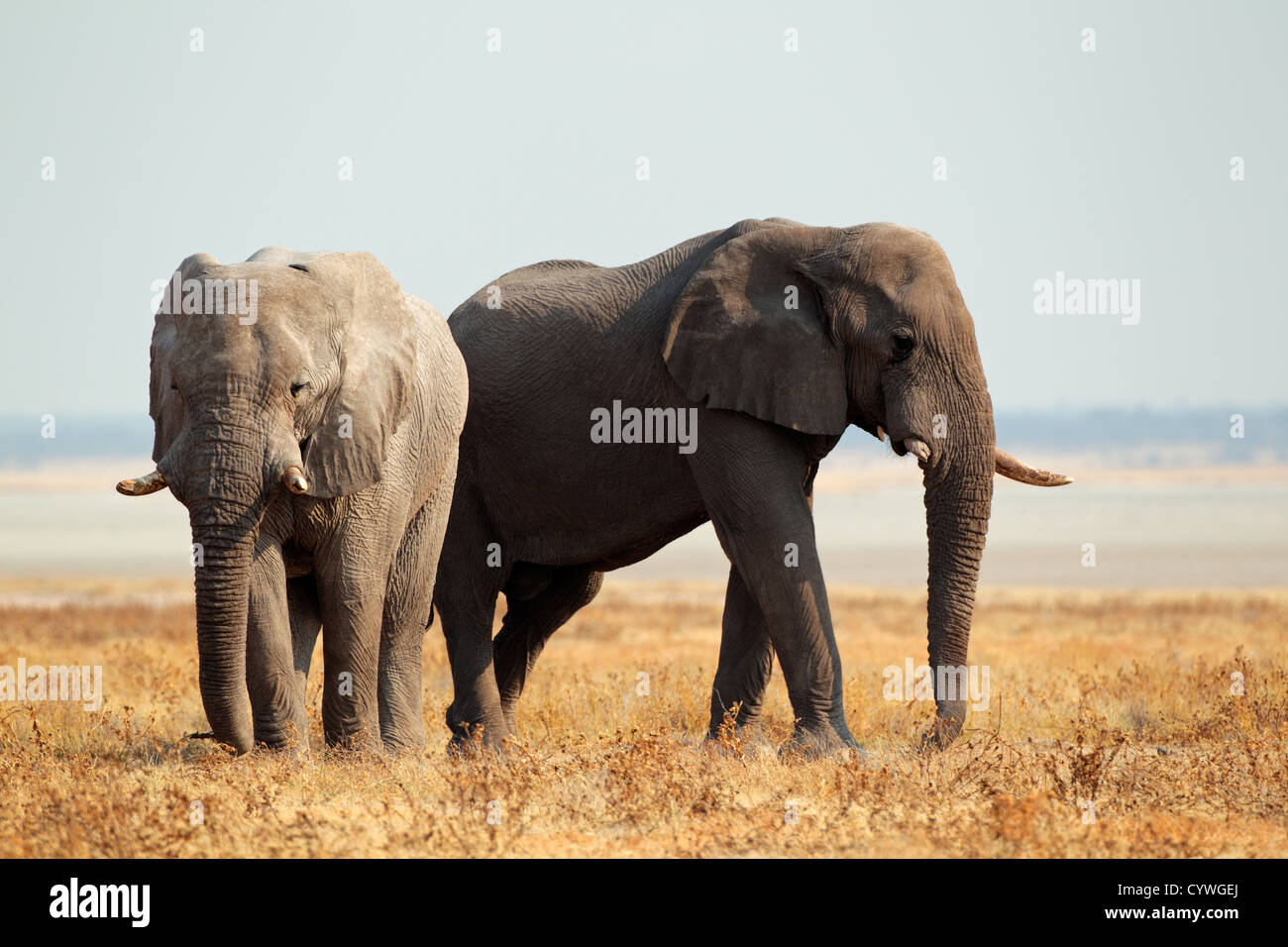 Afrikanische Elefanten (Loxodonta Africana) auf den offenen Ebenen der Etosha Nationalpark, Namibia Stockfoto