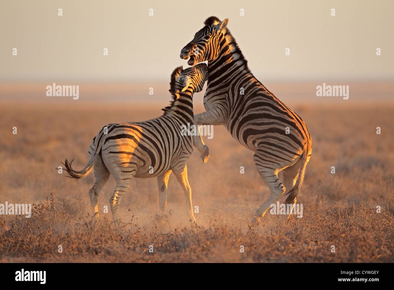 Zwei Ebenen (Burchells) Zebra-Hengste (Equus Burchelli) kämpfen, Etosha Nationalpark, Namibia Stockfoto
