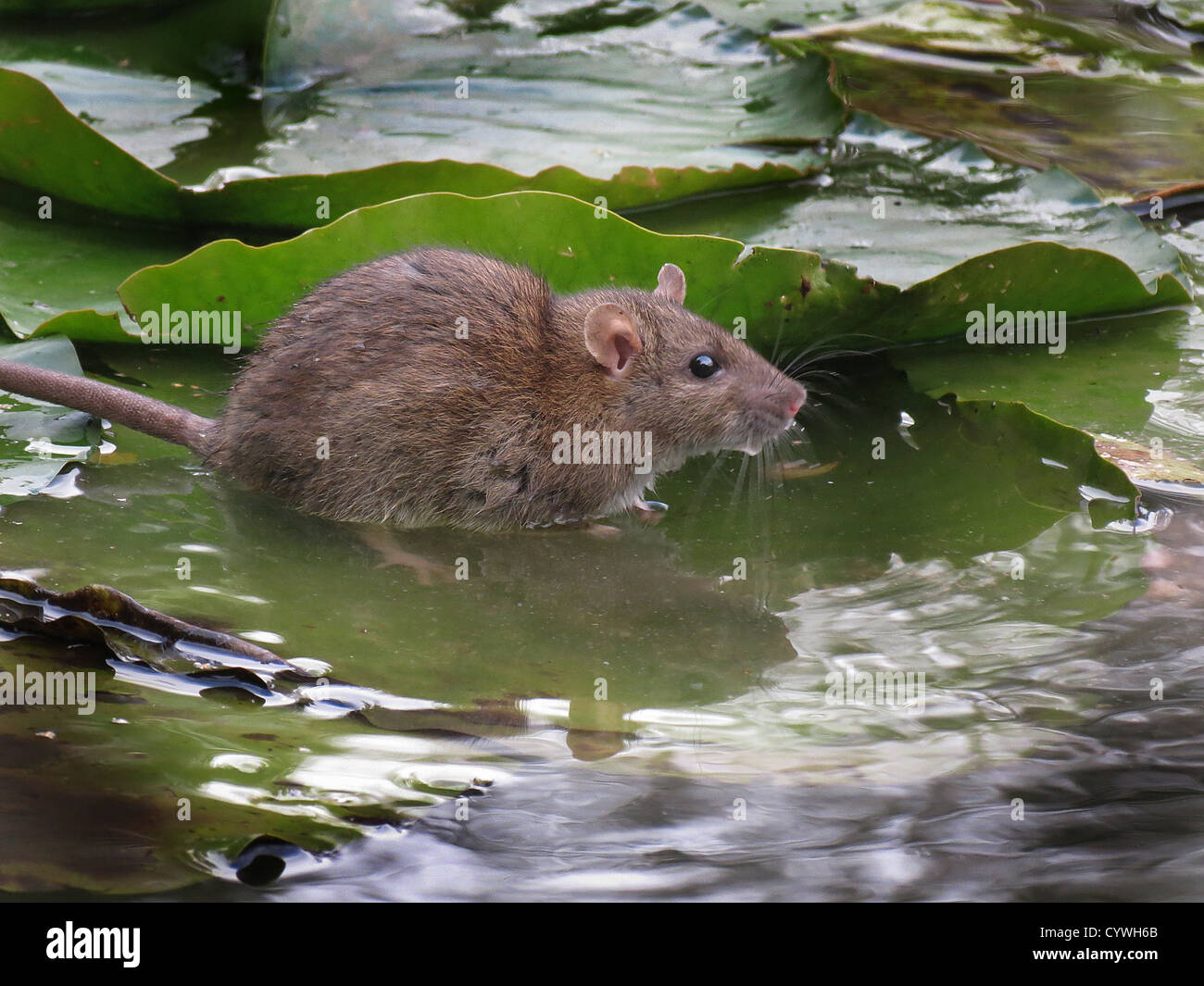Gemeinsamen Ratte auf dem Wasser Lilly Blatt. Stockfoto