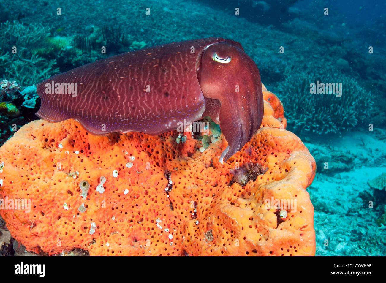 Tintenfisch, Sepia finden Komodo Indonesien. Stockfoto