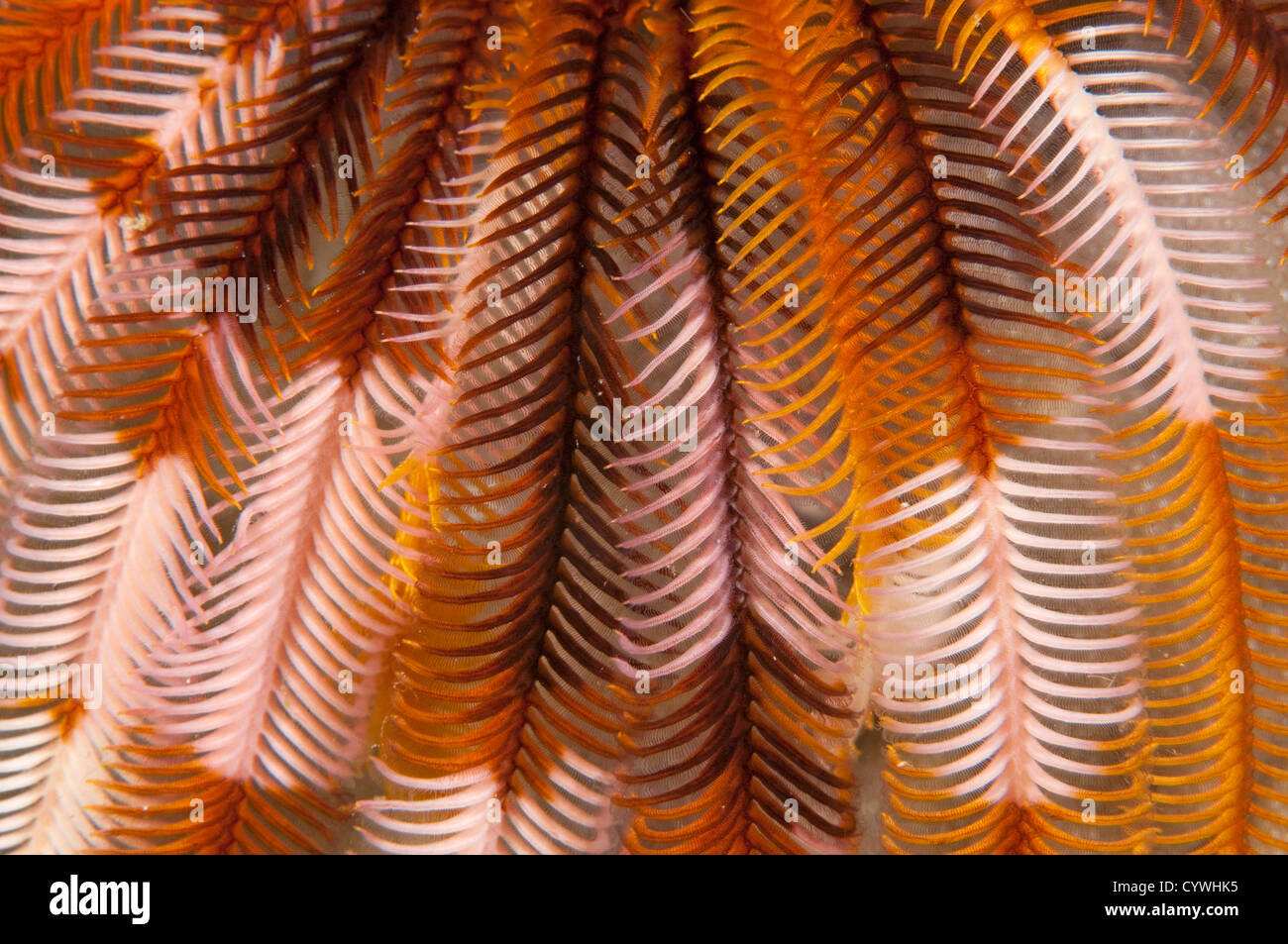 Peitschenkorallen, Dichrometra Flagellata, Komodo Indonesien Stockfoto