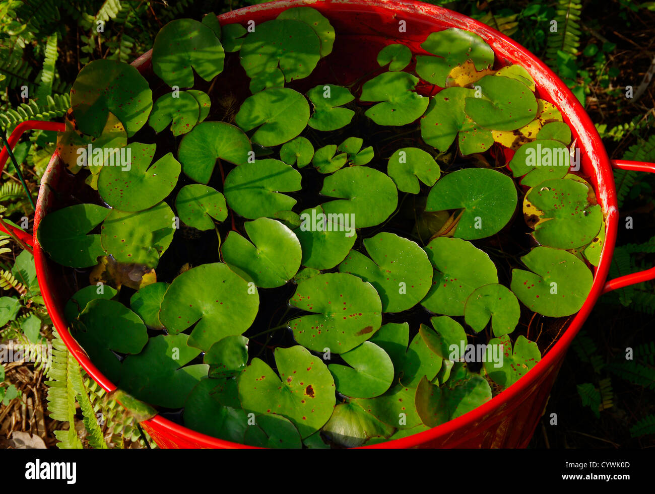 Grüne Blätter in roter Eimer Stockfoto