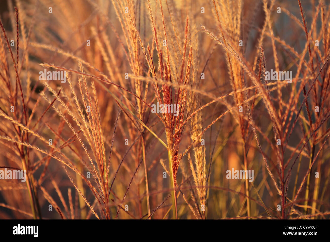 Miscanthus sinensis rispen Fotos und Bildmaterial in hoher Auflösung