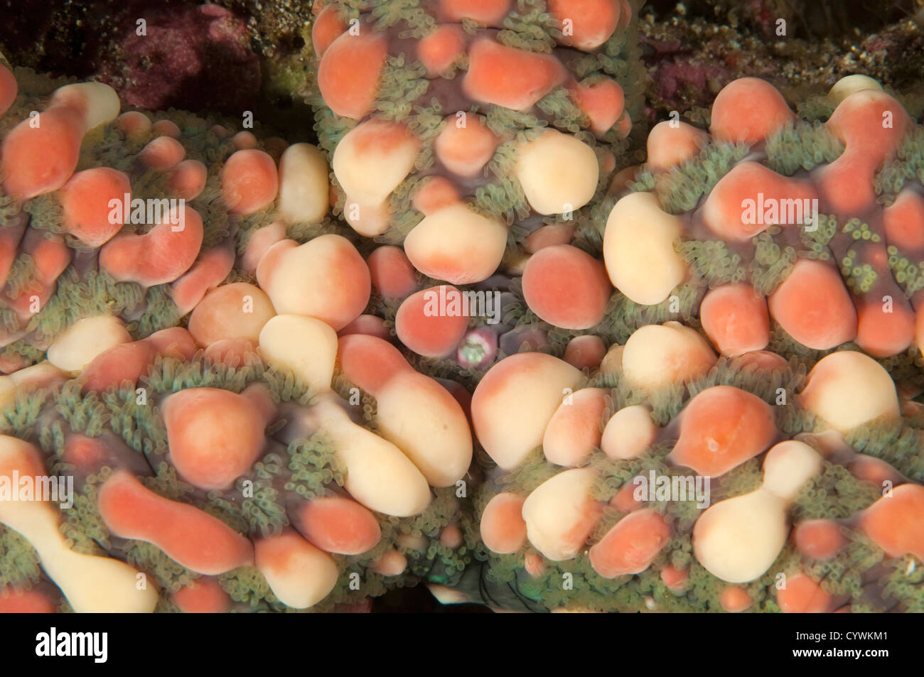 Seestern, Echinaster Callosus Gili Lawat Indonesien Stockfoto