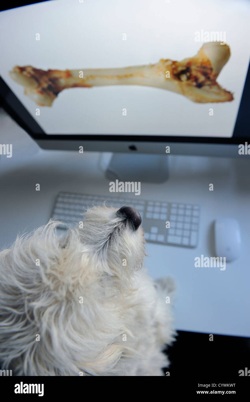 Terrier Hund einen Knochen auf einem Computerbildschirm ansehen. Stockfoto